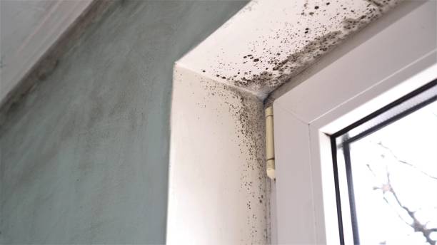 Best Comprehensive Air Testing for Mold Contaminants  in Trenton, MO