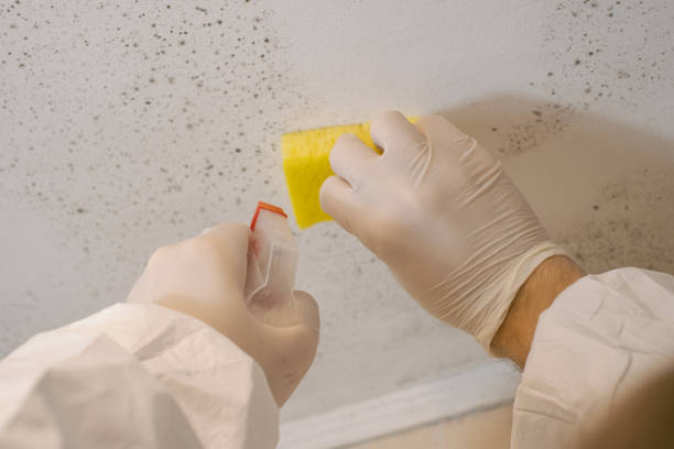 Biohazard Mold Removal in Trenton, MO